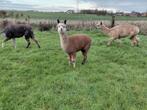 Rosé grey alpaca merrie, Dieren en Toebehoren, Mei, Vrouwelijk