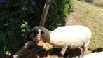 Hampshire down schaap, Dieren en Toebehoren, Overige Dieren, April, Vrouwelijk