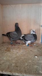 8 jonge duiven speenklaar snelheid tot halve fond