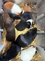 Cavia beertjes, Dieren en Toebehoren, Knaagdieren, Cavia, Augustus, Mannelijk, Tam