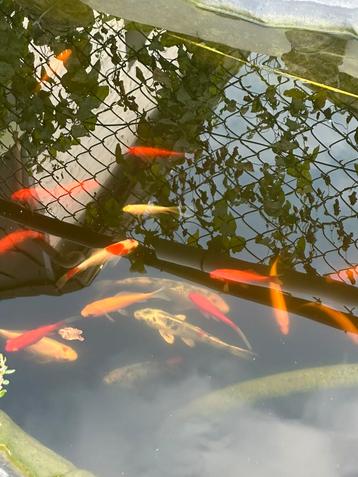 Vijver compleet beschikbaar voor biedingen