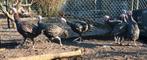 Ronquiere kalkoenen patrijs, Dieren en Toebehoren, Pluimvee, Kalkoen