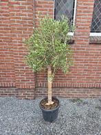 Mooie olijfboom 170cm (inclusief pot), In pot, Olijfboom, Halfschaduw, Zomer