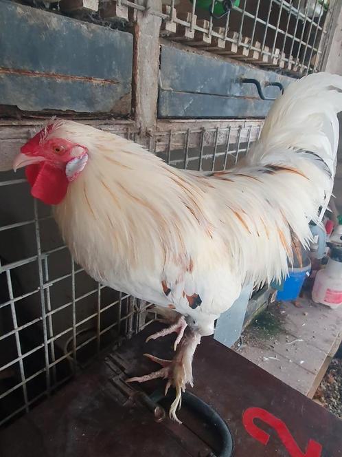 Zanghaan, Dieren en Toebehoren, Pluimvee