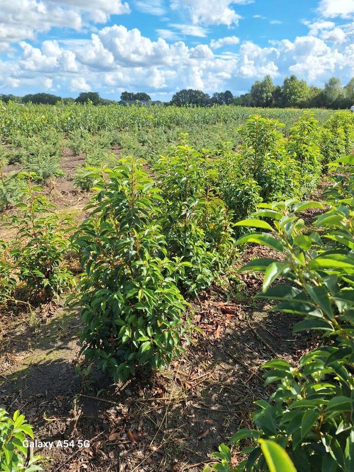 Prunus lusitanica angustifolia, Portugese laurier tot 100 cm, Tuin en Terras, Planten | Struiken en Hagen, Laurier, Ophalen of Verzenden