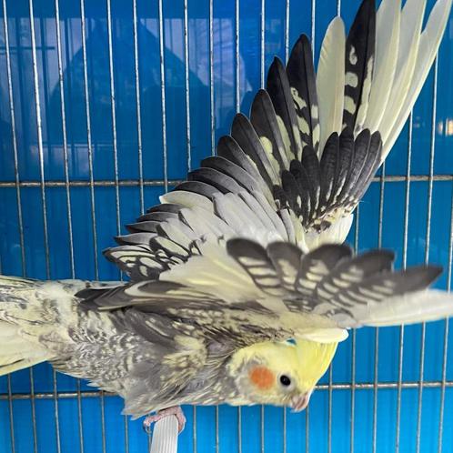 Valkparkieten te koop, Dieren en Toebehoren, Vogels | Parkieten en Papegaaien