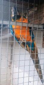 Blauw gele Ara man kweekrijp, Dieren en Toebehoren, Vogels | Parkieten en Papegaaien, Mannelijk, Papegaai, Tam