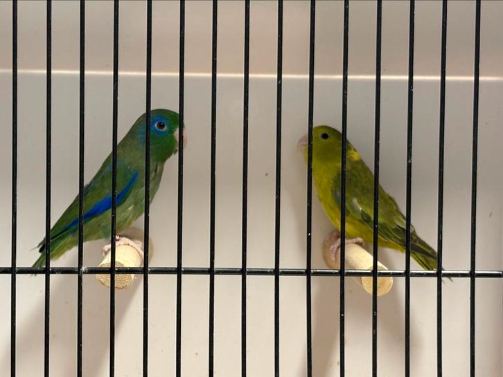 Oogringforpus koppel cinnamon bont, Dieren en Toebehoren, Vogels | Parkieten en Papegaaien, Parkiet, Meerdere dieren, Geringd