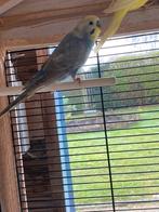 Kleurgrasparkieten mannen 2025, Mâle, Perruche