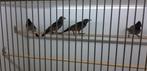PULCHER SPREEUW - ROODBUIK GLANSSPREEUW, Dieren en Toebehoren, Mannelijk, Tropenvogel, Geringd