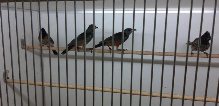 PULCHER SPREEUW - ROODBUIK GLANSSPREEUW, Dieren en Toebehoren, Vogels | Overige Vogels, Tropenvogel, Mannelijk, Tam, Geringd