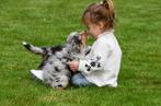 Australische Herder pups te koop - merle (Ouders aanwezig), CDV (hondenziekte), Meerdere, Teef, 8 tot 15 weken