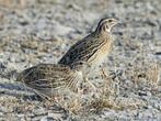 Inlandse kwartels, Meerdere dieren, Wildzangvogel, Geringd