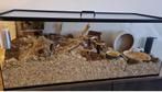 Hamsterkooien van glas zonder schuifruiten zonder plateau, Animaux & Accessoires, Enlèvement ou Envoi, Moins de 60 cm, Hamster