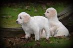 Chiots Golden Retriever, Golden retriever, Plusieurs, Parvovirose, Belgique