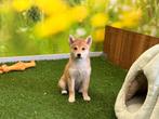 Shiba Inu pups, België, Overige rassen, 8 tot 15 weken, CDV (hondenziekte)