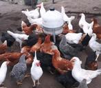 Laatste gekleurde legkippen van het seizoen., Dieren en Toebehoren, Pluimvee