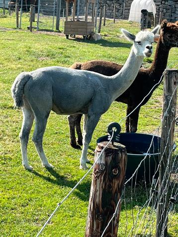 Alpaca hengst beschikbaar voor biedingen