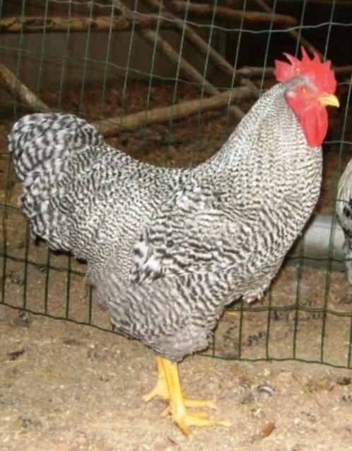 Trio Amrock, Dieren en Toebehoren, Pluimvee, Kip, Meerdere dieren