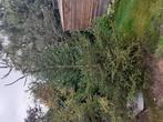 Kerstboom, Ophalen