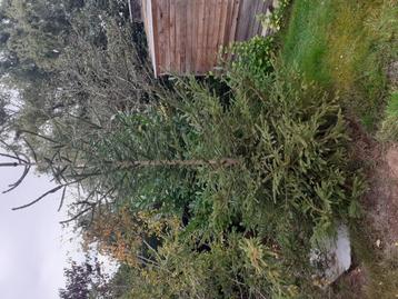 Kerstboom  beschikbaar voor biedingen