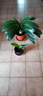Clivia 3, langste blad 34 cm en 1 grote Clivia, Huis en Inrichting, Kamerplanten, Overige soorten, Minder dan 100 cm, Bloeiende kamerplant