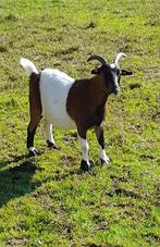 Super tamme miekes, Dieren en Toebehoren, Vrouwelijk, Geit