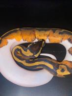 Python regius piebald 50%het albinos, Slang