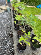 Plants de tomate Roma, Jardin & Terrasse, Bulbes & Semences