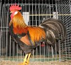 Leghorn goudpatrijs haan, Dieren en Toebehoren, Mannelijk, Kip