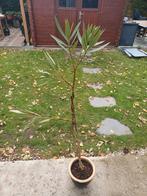1 oleander met roze bloemen, Tuin en Terras, Ophalen, Winter