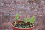 Munt planten, Mentha, Tuin en Terras, Ophalen, Vaste plant, Kruiden