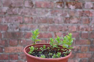 Munt planten, Mentha, Tuin en Terras, Ophalen, Vaste plant, Kruiden
