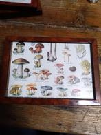 Cabinet de curiosité, jolie cadre les champignons numéro 1, Antiquités & Art, Envoi
