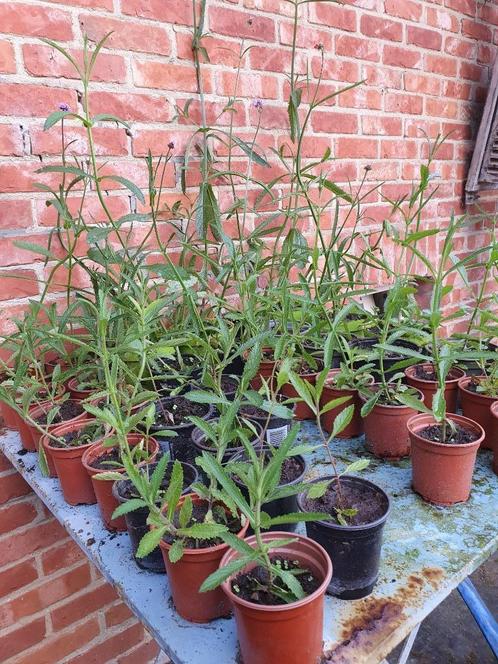 Verbena Bonariensis/Ijzerhard - bourdons, abeilles, papillon, Jardin & Terrasse, Plantes | Jardin, Plante fixe, Autres espèces