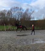 Zitles, Dieren en Toebehoren, Paarden