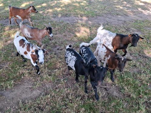 Dwerggeiten dwerggeitjes, geiten vele kleuren, Dieren en Toebehoren, Schapen, Geiten en Varkens, Geit, Meerdere dieren, 0 tot 2 jaar