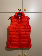 Bodywarmer xs, Kleding | Dames, Ophalen, Nieuw, Maat 34 (XS) of kleiner, Rood