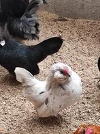 Très belle paire de pommes de terre barbus anversoises., Animaux & Accessoires, Plusieurs animaux, Poule ou poulet