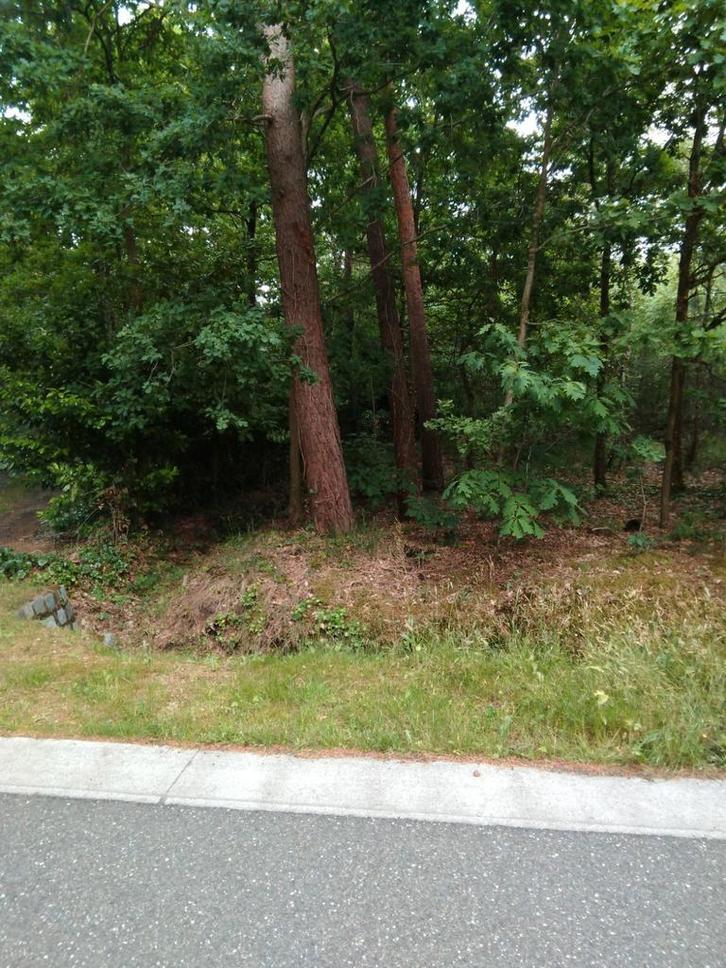 Bosgrond, Immo, Gronden en Bouwgronden