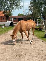 Grand poney pour enfant de 11 ans, Animaux & Accessoires, 11 ans ou plus, Poney de récréation, Avec puce électronique, Poney D (1.37 m à 1.48m)