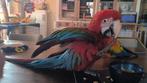 Handtamme groenvleugel ara pop 6 maand, Dieren en Toebehoren, Geringd