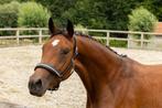 Prachtige 3 jarige Oldenburg merrie, Dieren en Toebehoren, Paarden, Merrie, Gechipt, Dressuurpaard, 3 tot 6 jaar