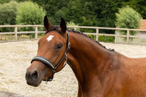 Prachtige 3 jarige Oldenburg merrie, Dieren en Toebehoren, Paarden, Merrie, Onbeleerd, 165 tot 170 cm, 3 tot 6 jaar, Dressuurpaard
