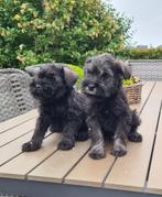 dwerg schnauzer pups, Dieren en Toebehoren, België, CDV (hondenziekte), 8 tot 15 weken, Poolhond