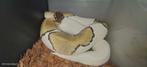 ball python 1.0 mojave pied het ultramel, Dieren en Toebehoren, Slang, Tam, 3 tot 6 jaar