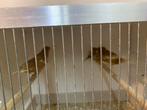 Pheo kanaries, Dieren en Toebehoren