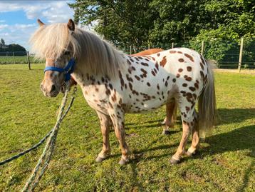 Zeer unieke appaloosa merrie disponible aux enchères