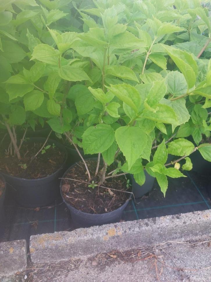 Philadelphus virginal/boerenjasmijn, bloeiende heesterstruik, Tuin en Terras, Planten | Struiken en Hagen, Struik, Overige soorten