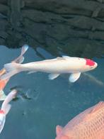 Japanse koi tancho, Dieren en Toebehoren, Vissen | Vijvervissen